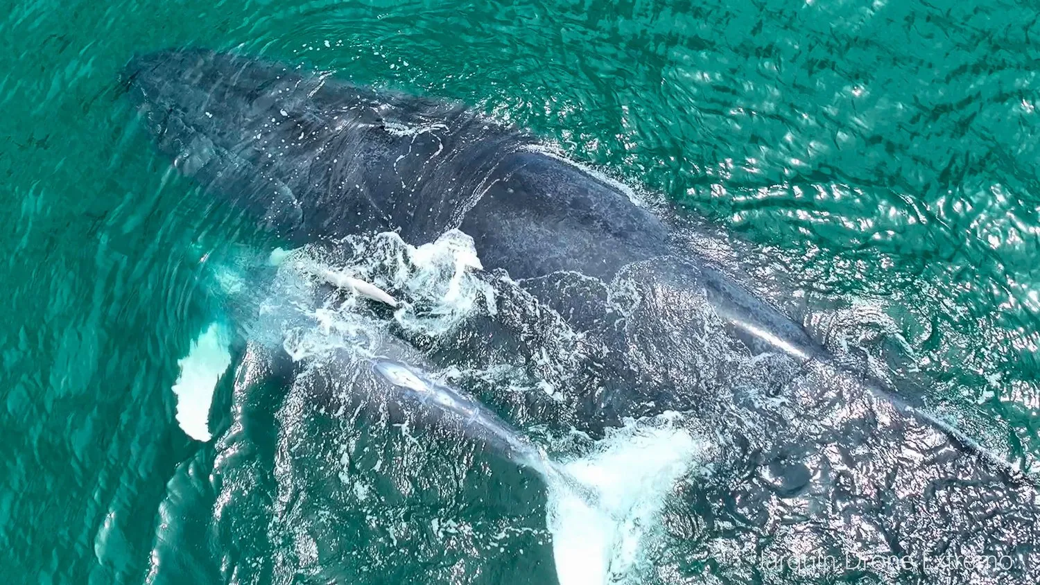 Humpback whale off the South Pacific coast (Marino Ballena)