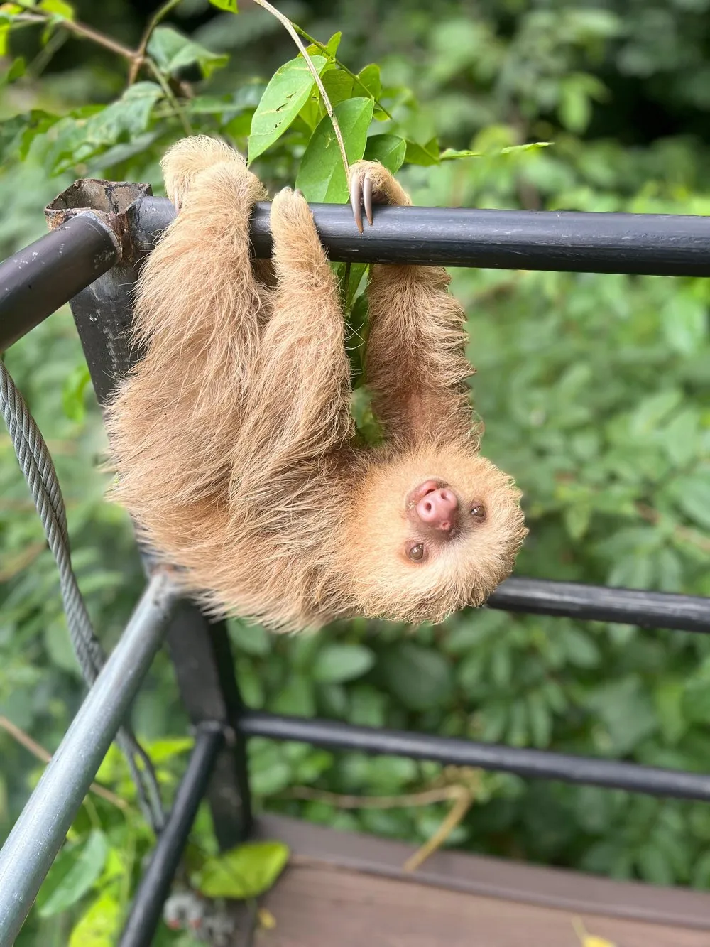Fauna — Costa Rica